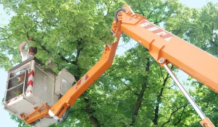 Tree Removal 1
