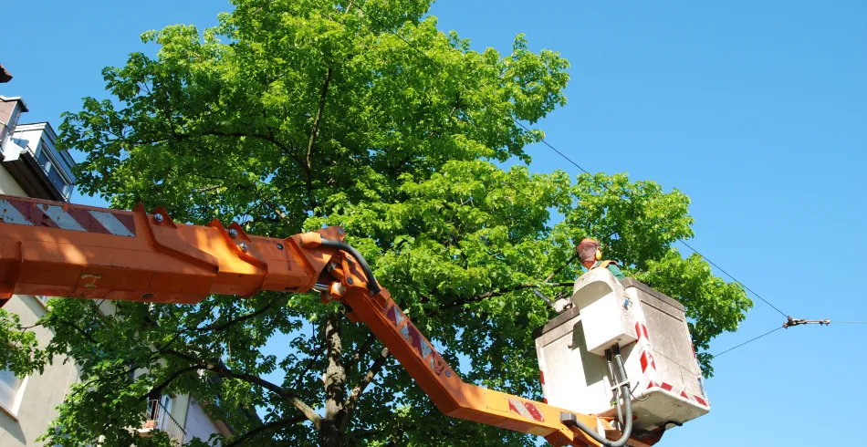 Tree Removal Tree Removal